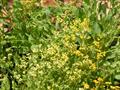 Tanacetum balsamita